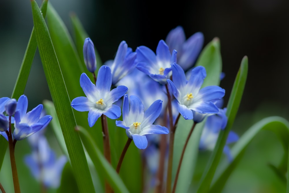 fleur à pétales bleus