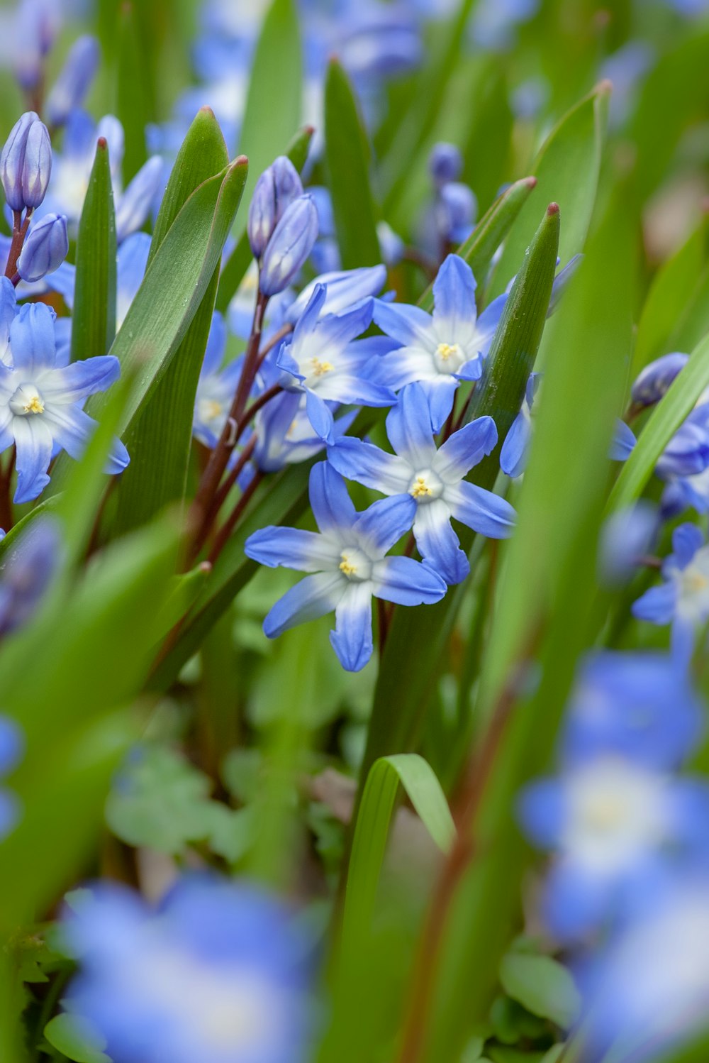blue-and-white petaled flowers with leaves