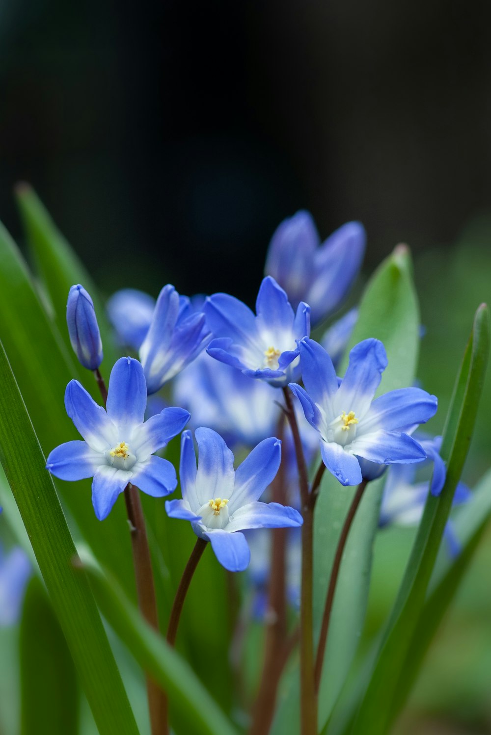 flor de pétalos azules