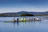 A group of colleagues paddling together on a calm lake under a clear blue sky.