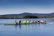A group of colleagues paddling together on a calm lake under a clear blue sky.