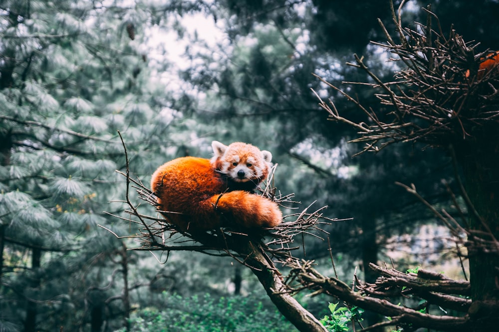 renard roux sur la branche d’un arbre