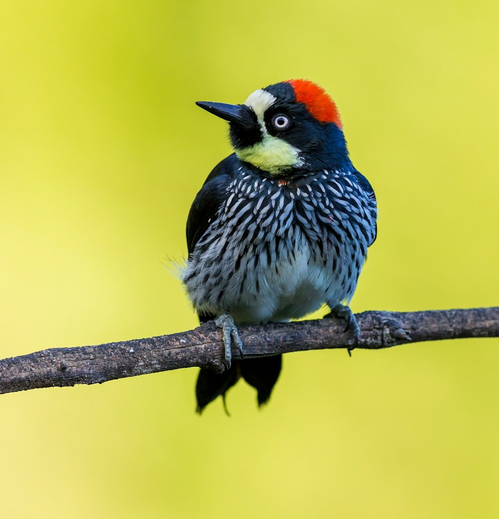 blue and black bird on branch