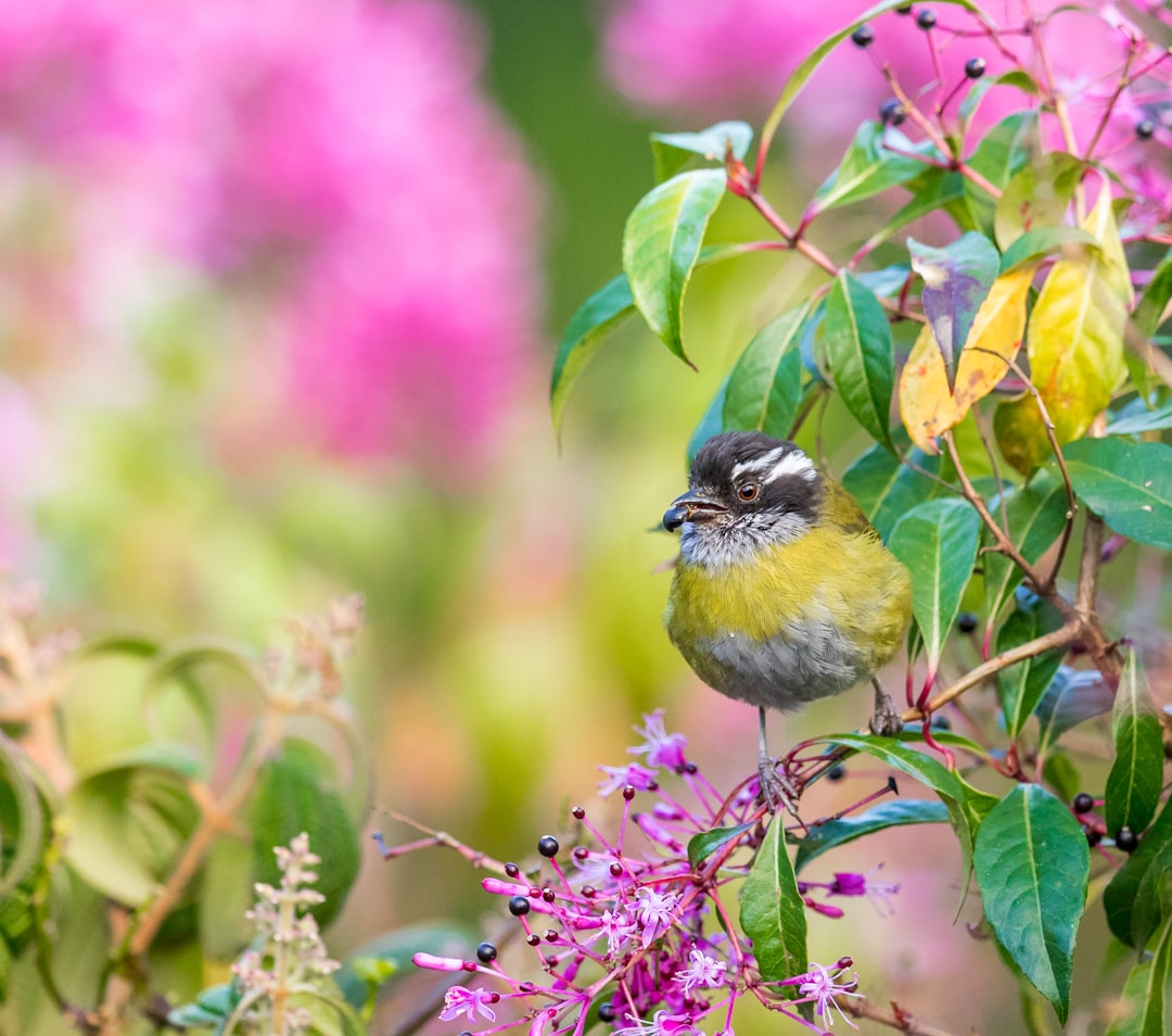 bird on flowers