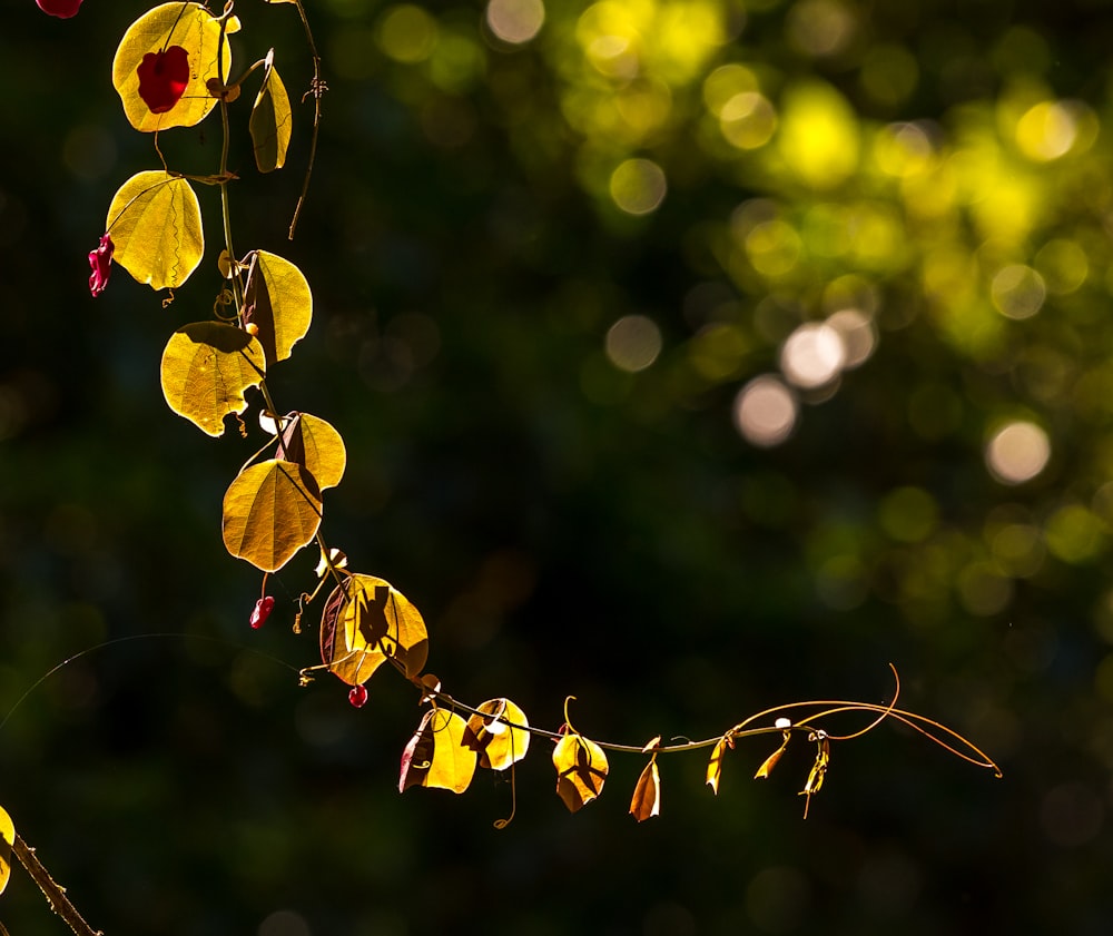 yellow leafed plant