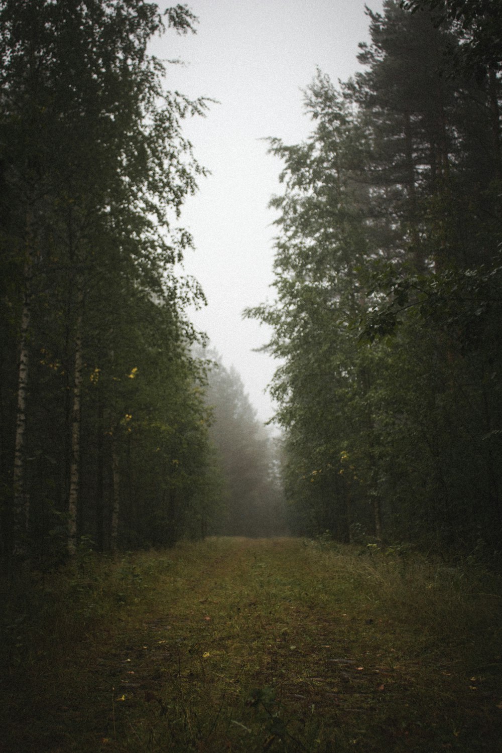 alberi nella foresta