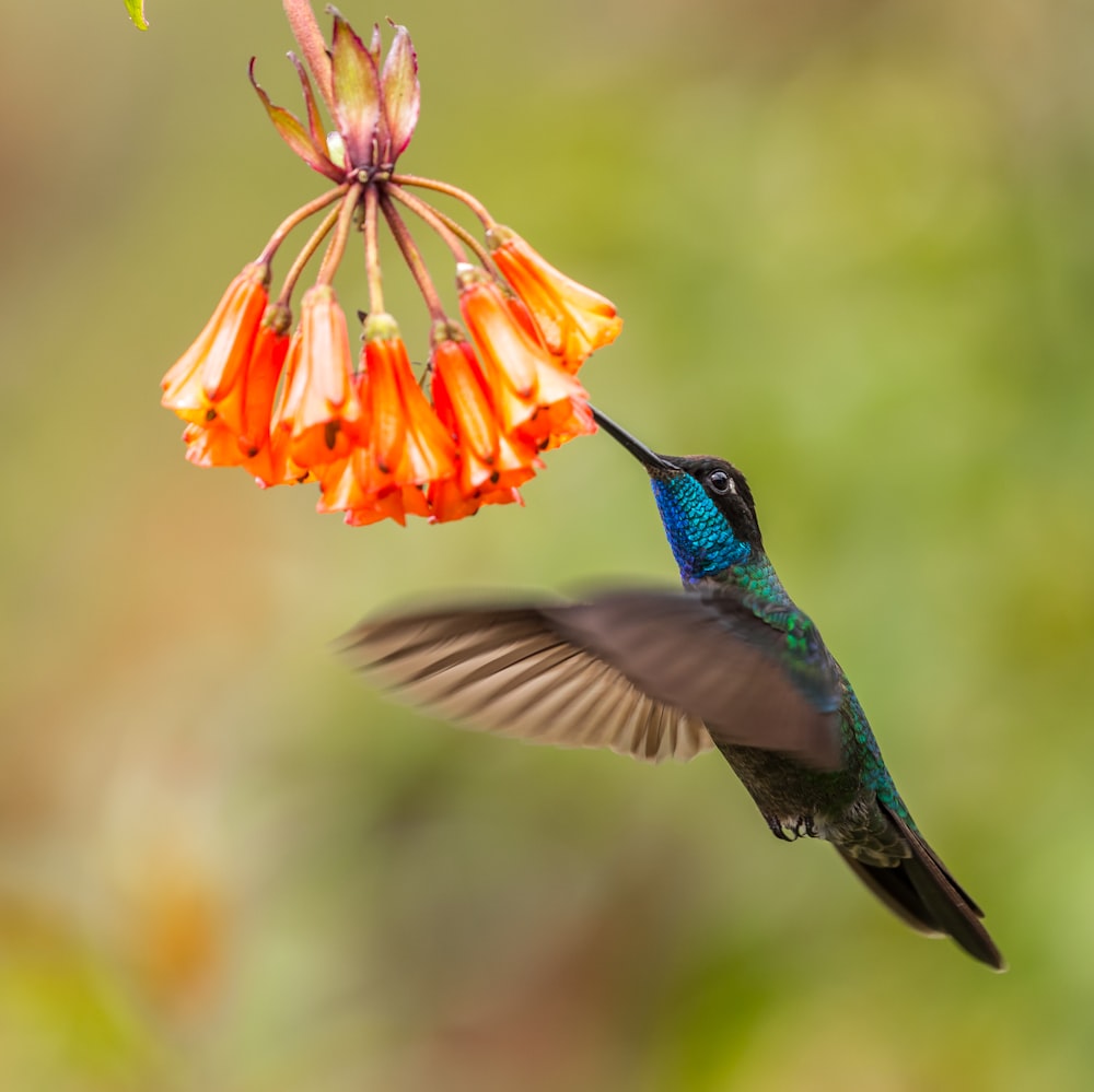 colibri bleu