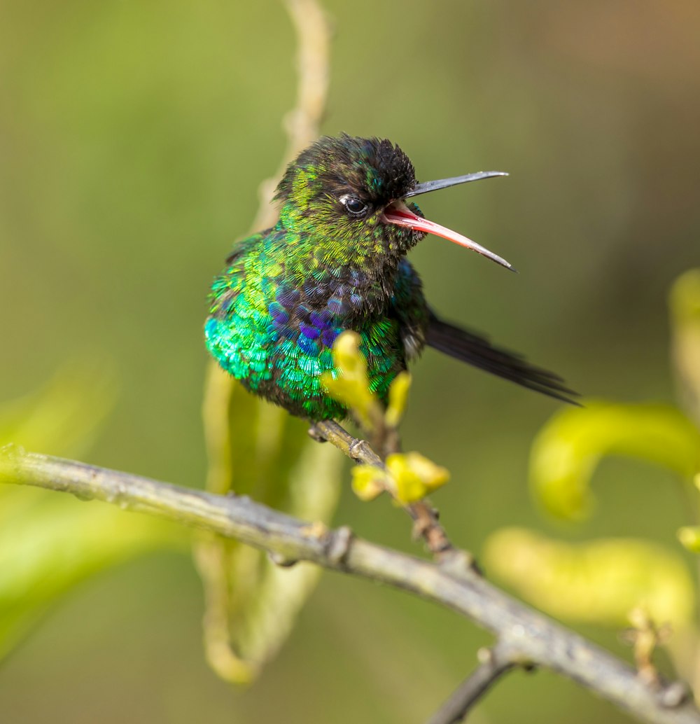 green and black bird