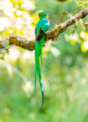 green bird on tree