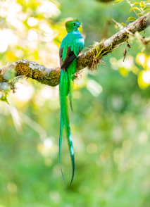 green bird on tree