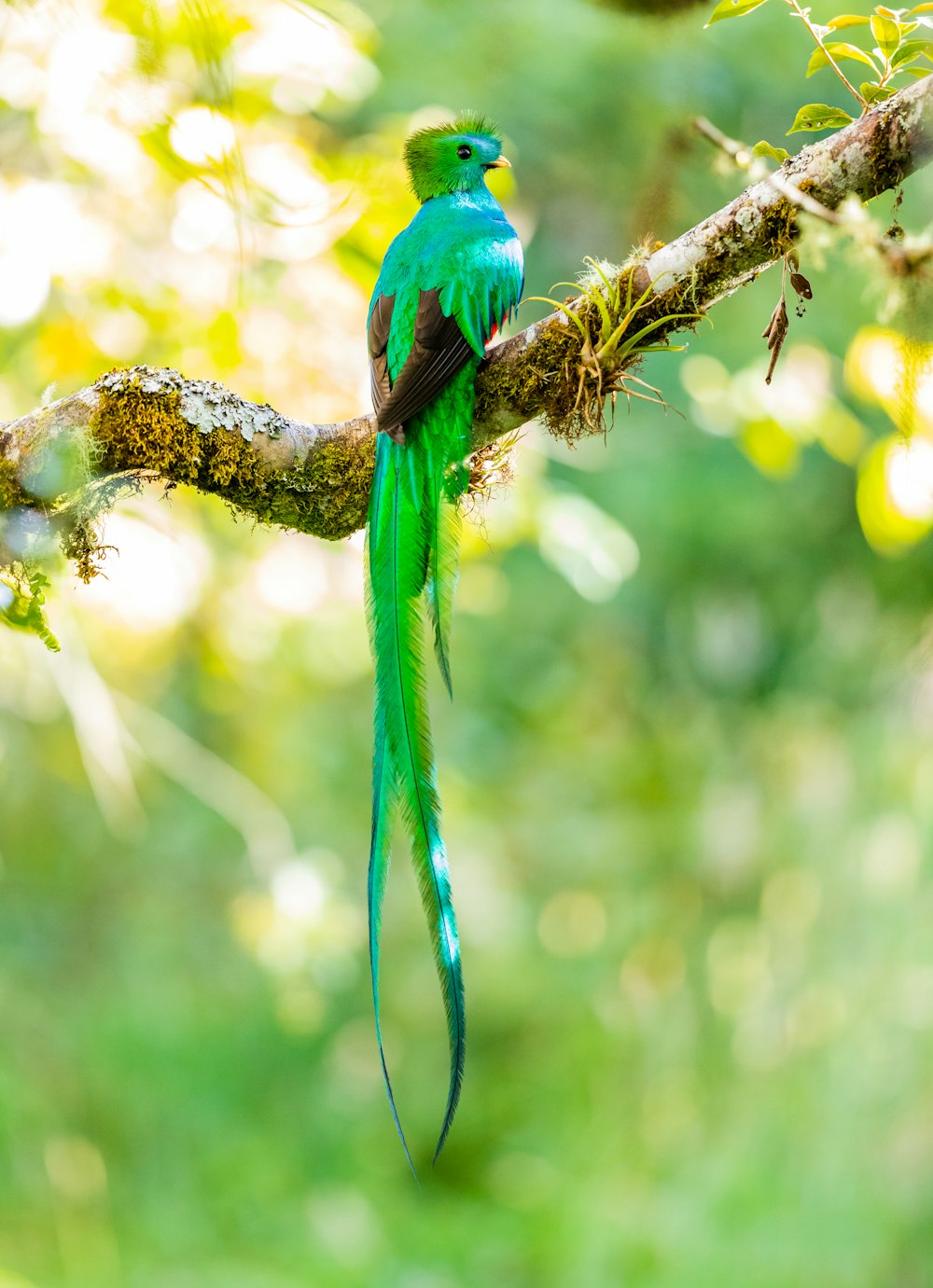 green bird on tree