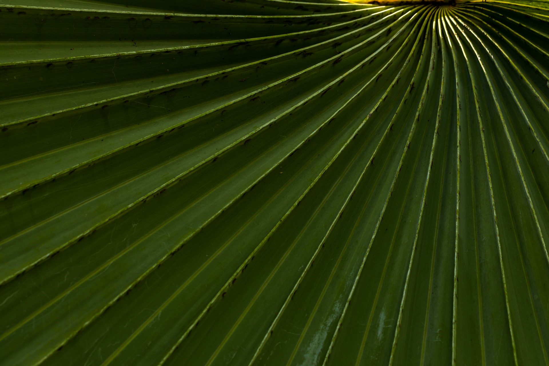 green plant