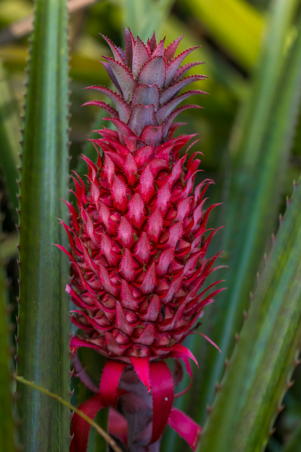 red fruit