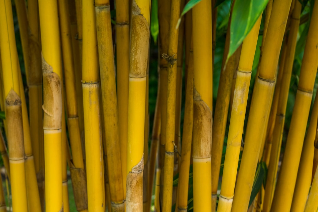 Closeup Photo Of Bamboo Tree Photo Free Plant Image On Unsplash
