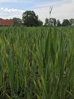 A lush field of green crops with tall leaves under a partly cloudy sky. In the background, there are a few trees and a red-roofed building, suggesting a rural setting.