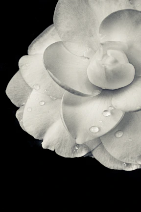 A close-up shot of a flower with dew drops, highlighting intricate textures and colors.