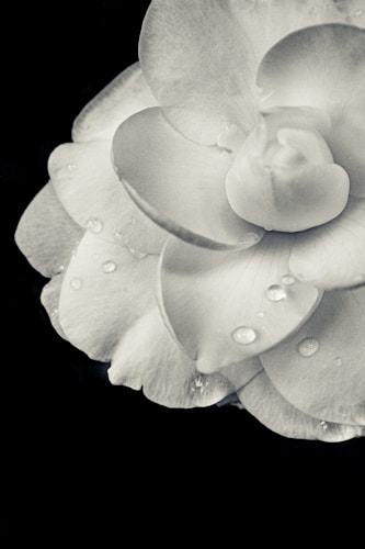 Photo 1558255178 3304cfbde1e4?q=85&w=500&h=500&fit=crop