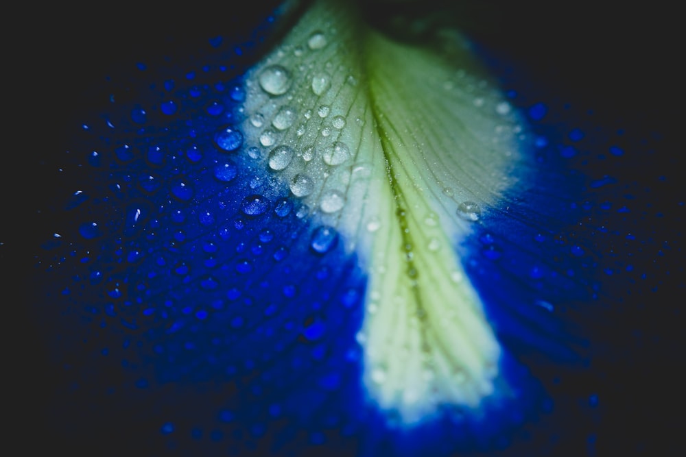 파란색과 흰색 잎