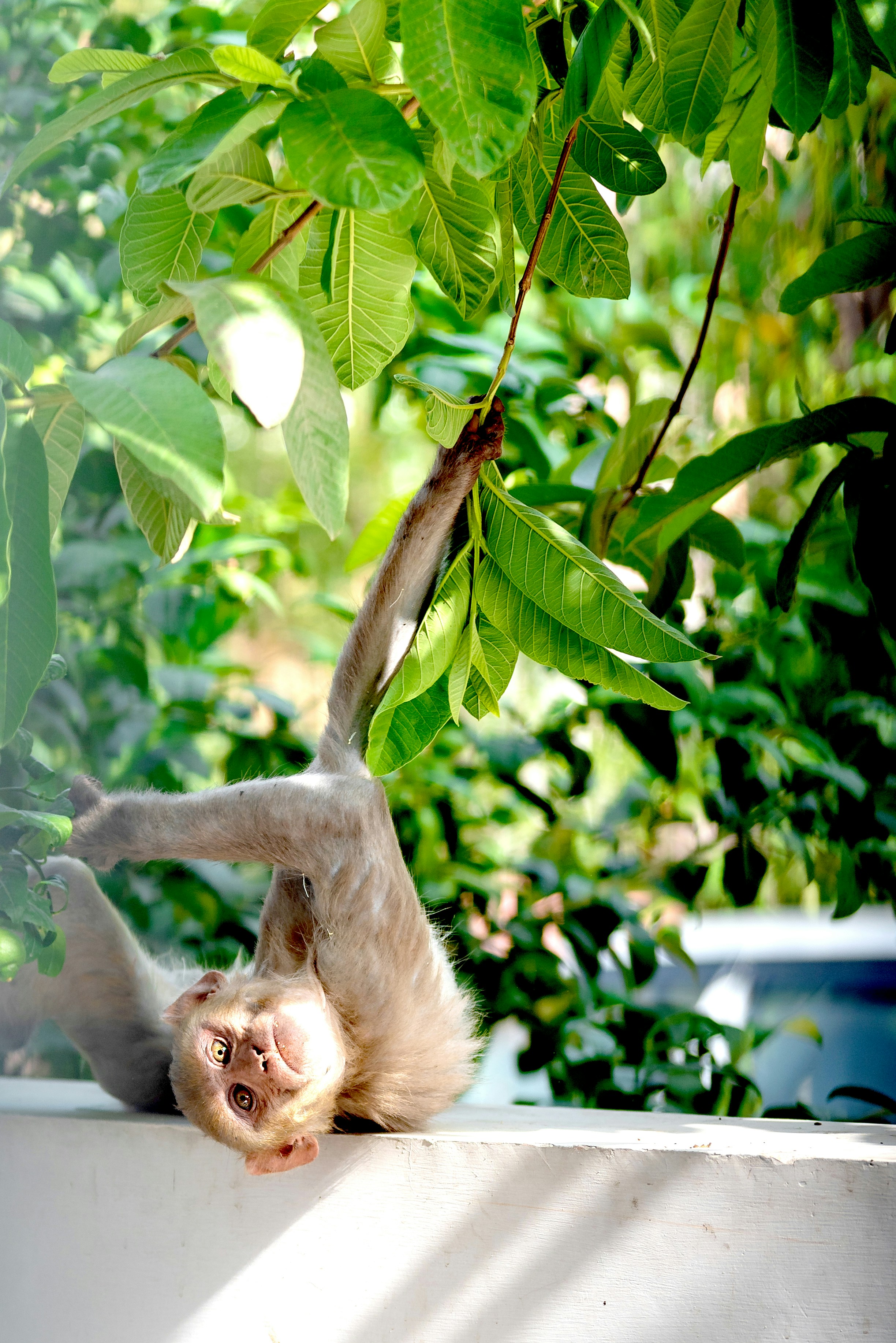 Primate near tree photo Free Animal Image on Unsplash