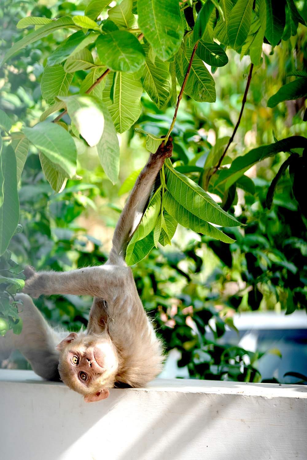 primate cerca del árbol