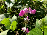 Close-up of chartreuse green leaves intertwined with bright pink blossoms under soft sunlight.