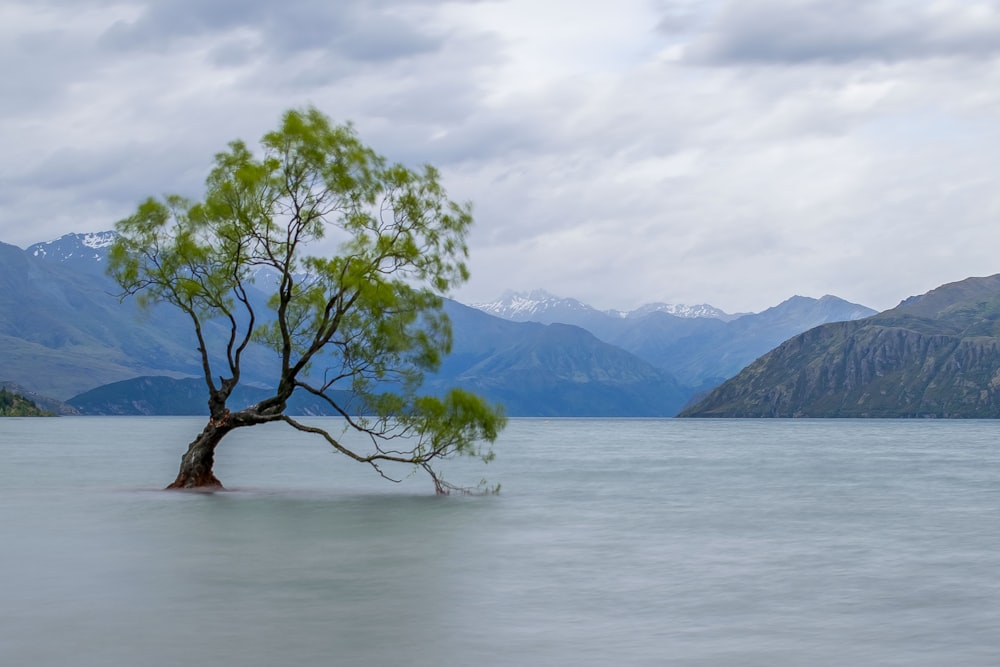 albero in acqua