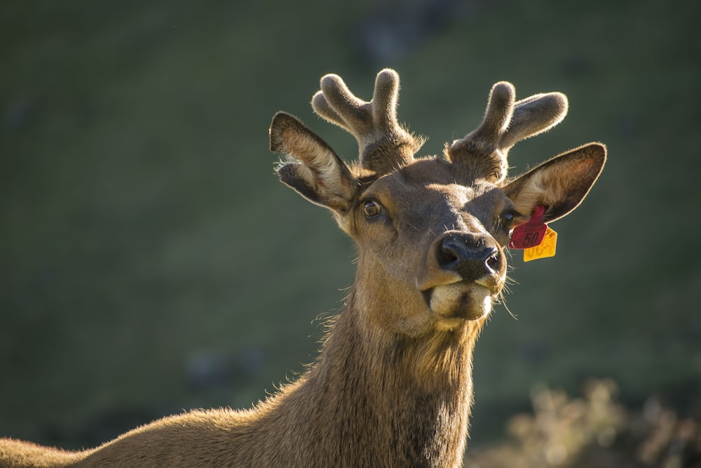 photo of brown and black deer