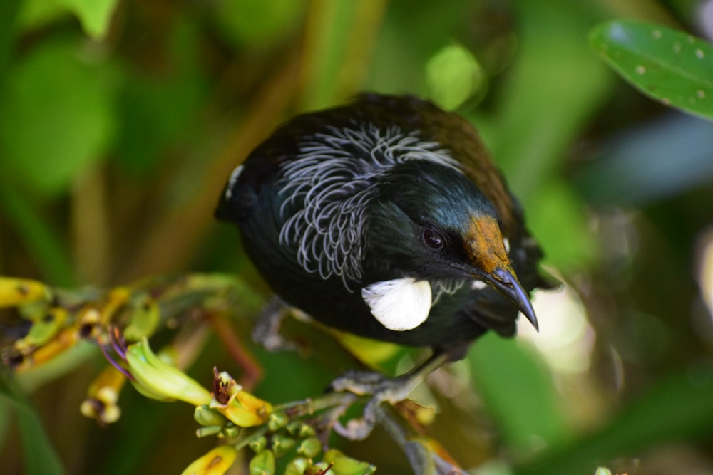 pájaro posado en la rama de un árbol