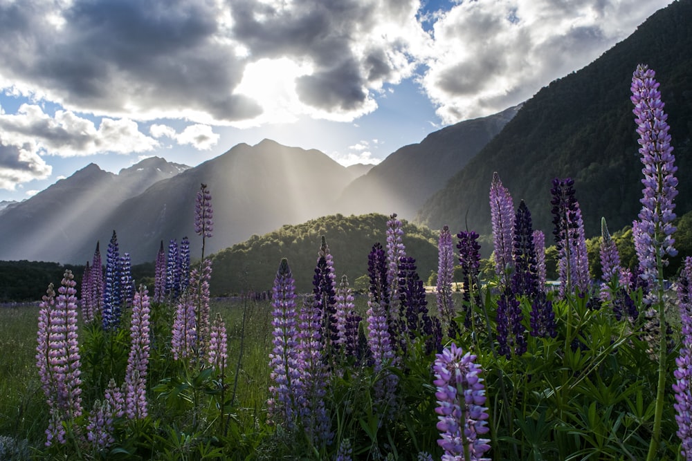 purple flowers under cloudy sky