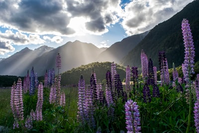 purple flowers under cloudy sky new zealand zoom background