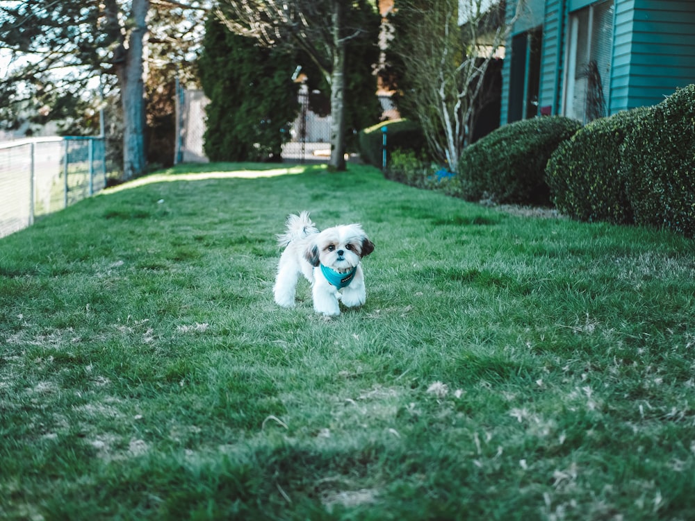 short-coated white puppy on green field