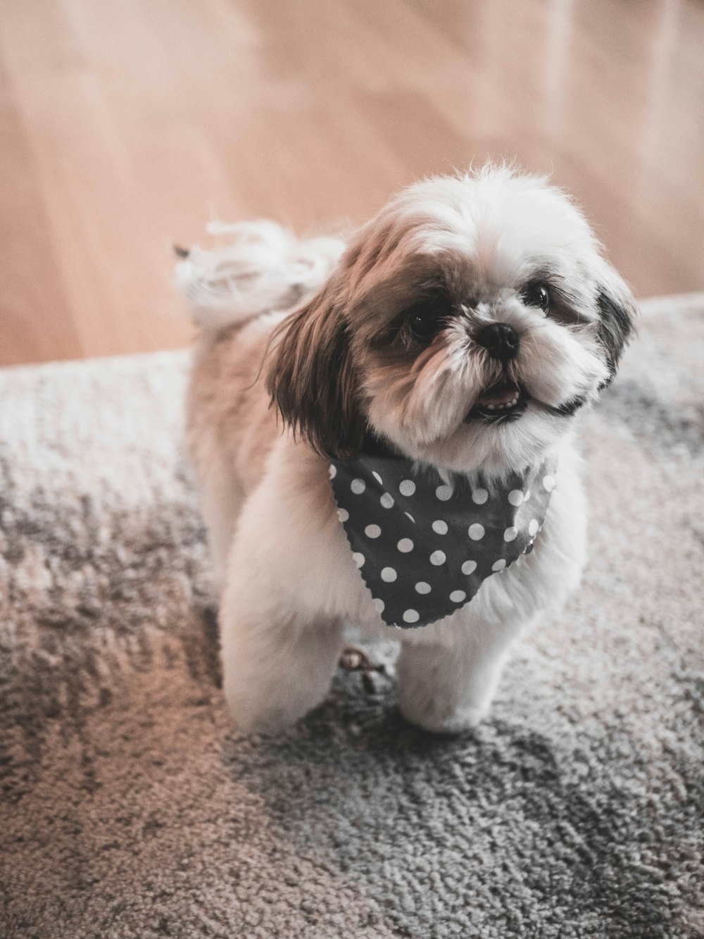 tan and white Japanese shih-tzu