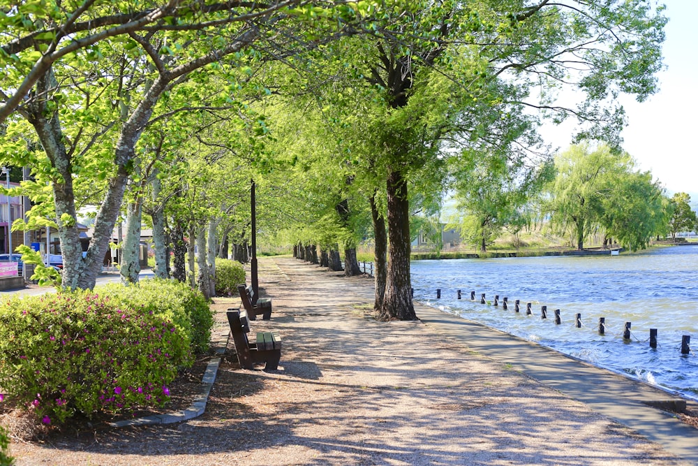 brown wooden bench near body of water