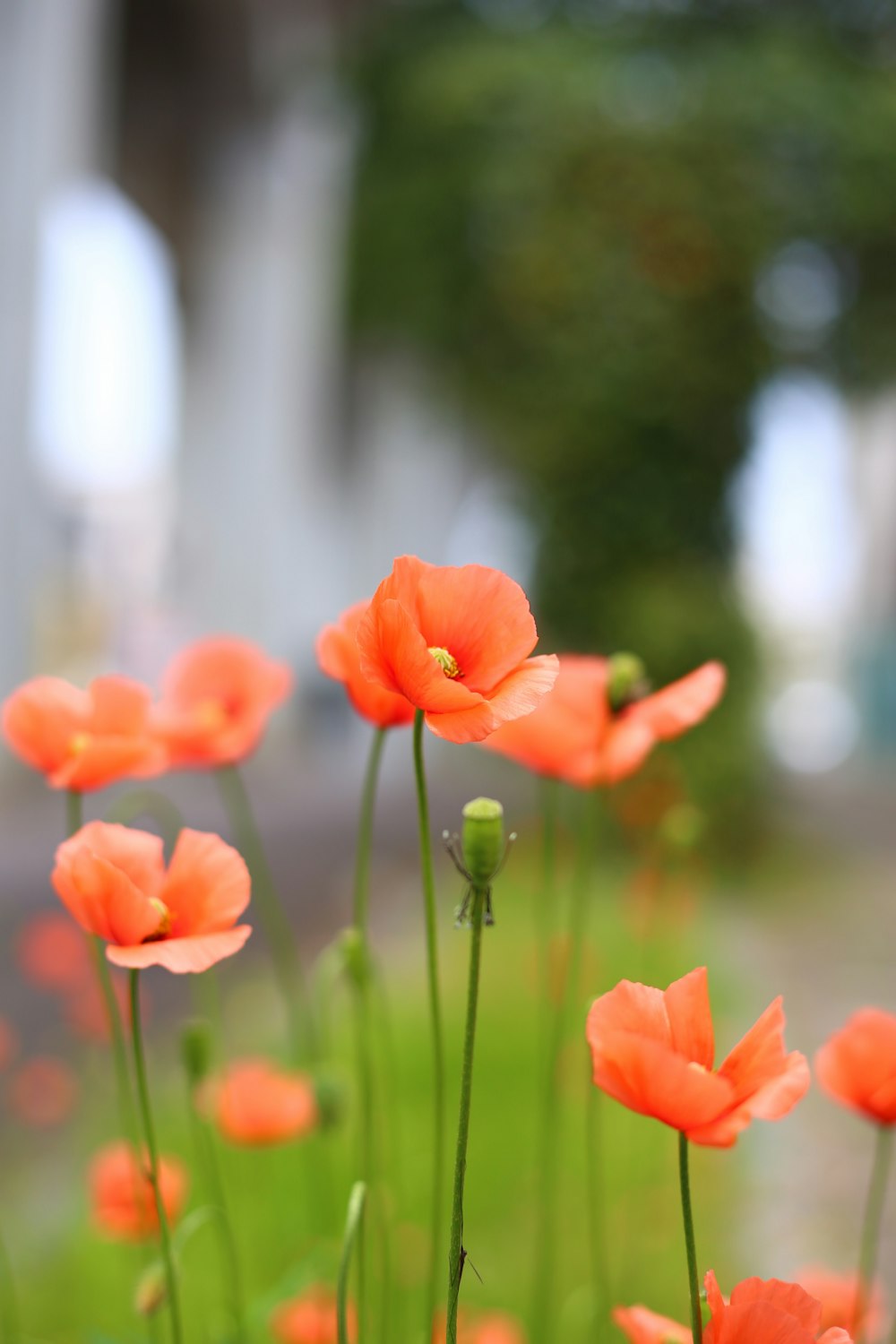 orange petaled flower field