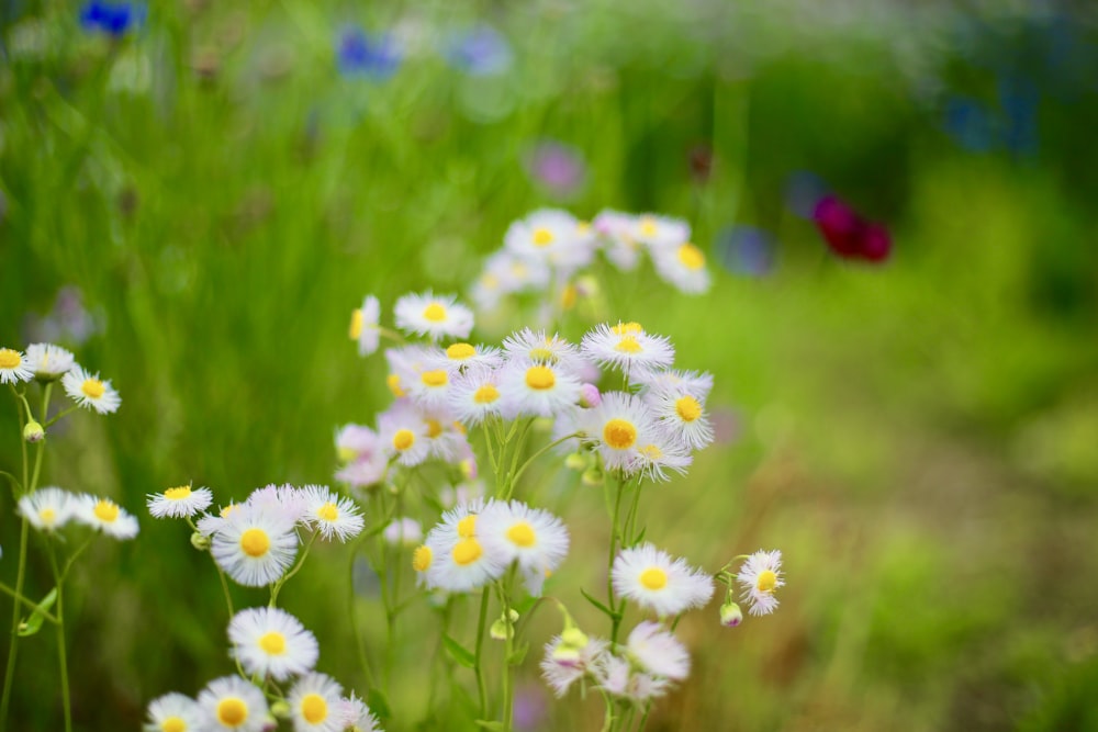 macro photography of white and yellow daisies