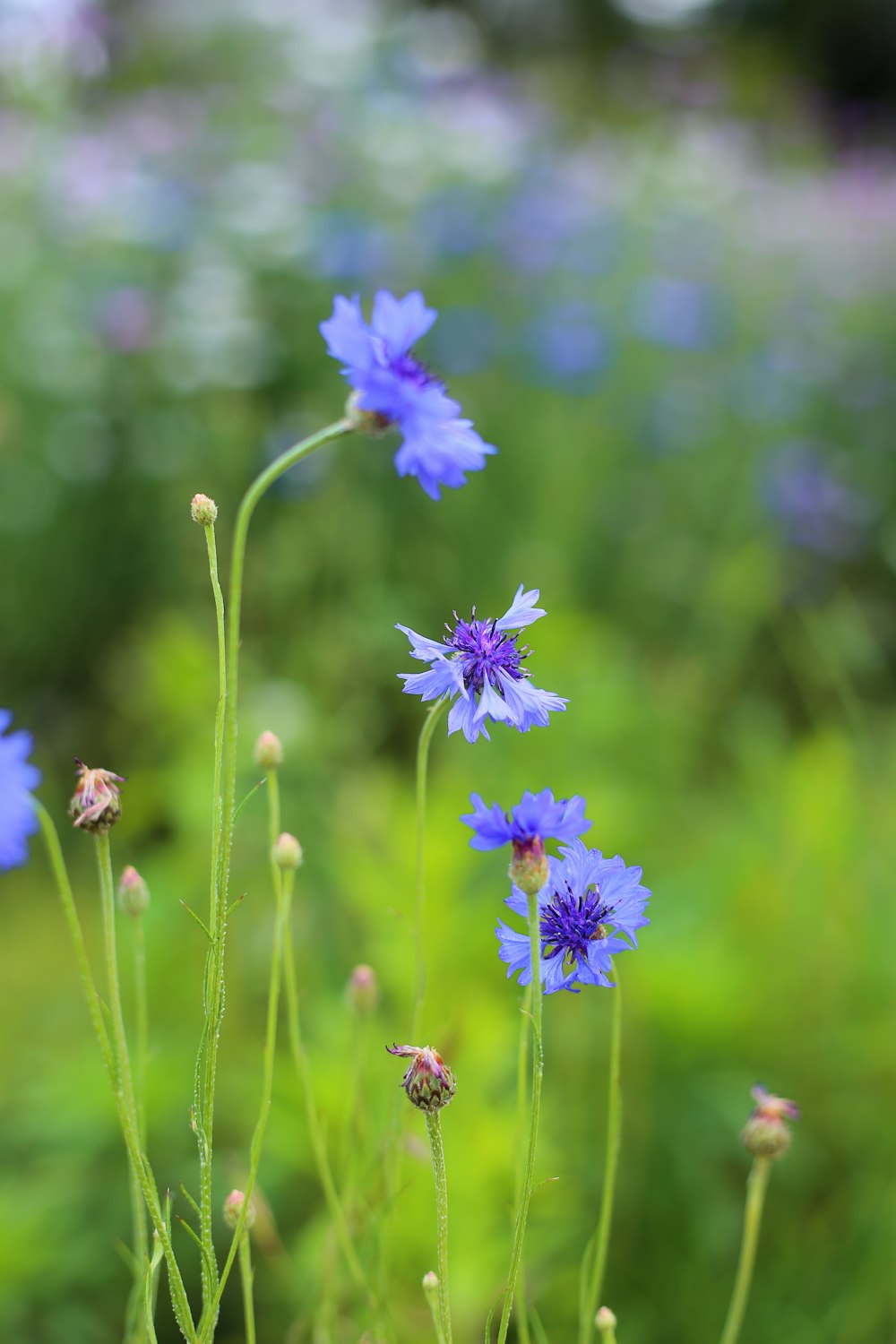 blue-petaled flowers