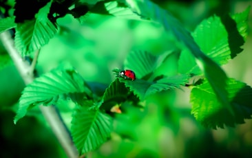 A vibrant image featuring a red ladybug perched on a lush green leaf surrounded by dense vegetation. The scene is bathed in natural light, with the background blurred to create a soft, dreamy effect.