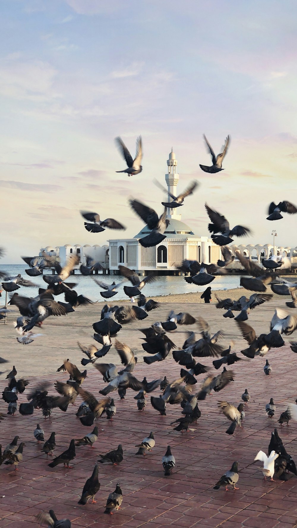 flock of pigeon during daytime