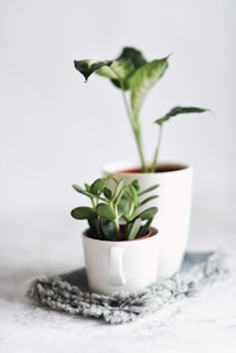 Modern minimalist concrete pots holding succulents, set against a bright, airy background.