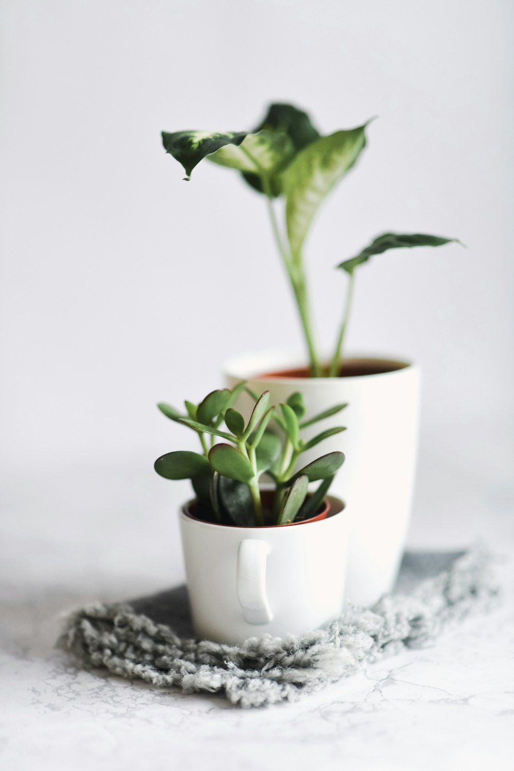 green succulent plant on brown pot near green dumb cane plant on white pot