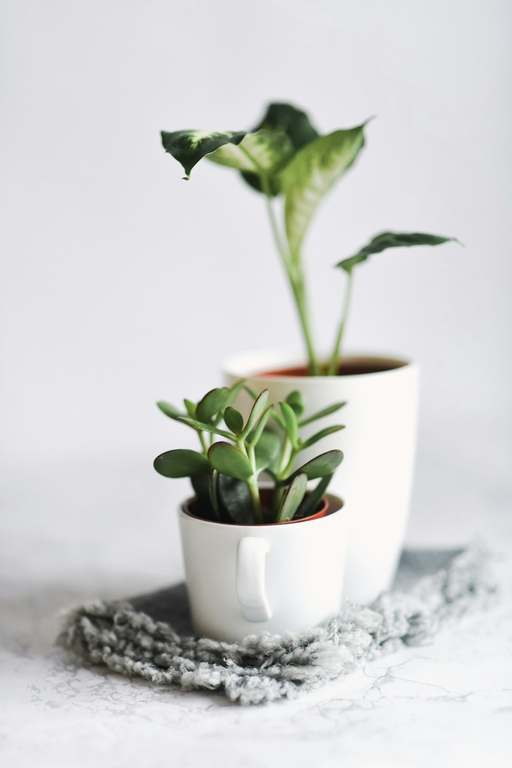 planta suculenta verde no vaso marrom perto da planta de cana verde no vaso branco
