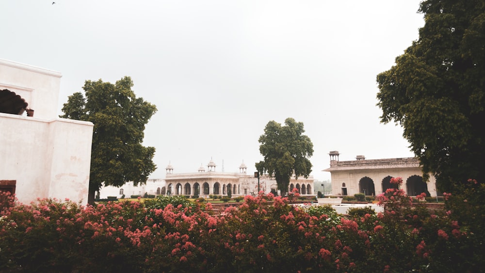 buildings surrounded with trees