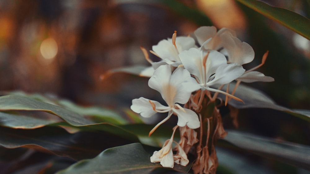foto de closeup da flor branca