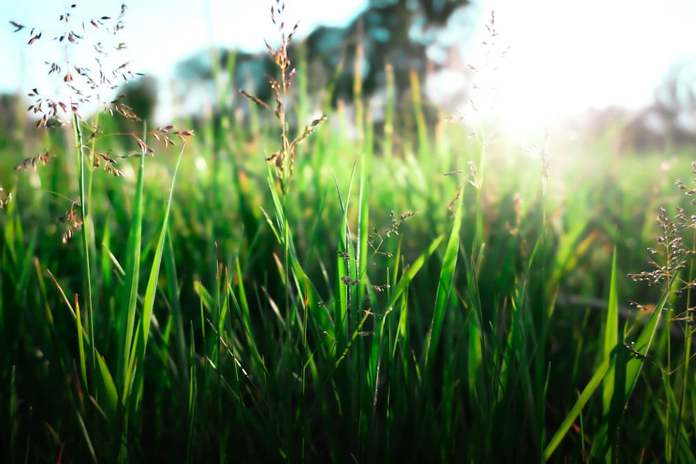 green rice field