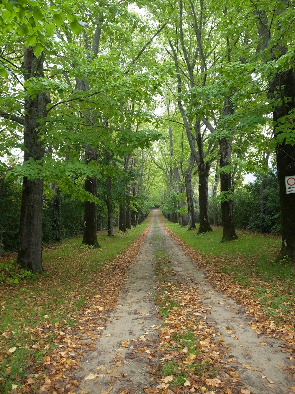 dirt road surrounded by trees