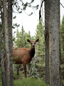 brown deer standing between trees