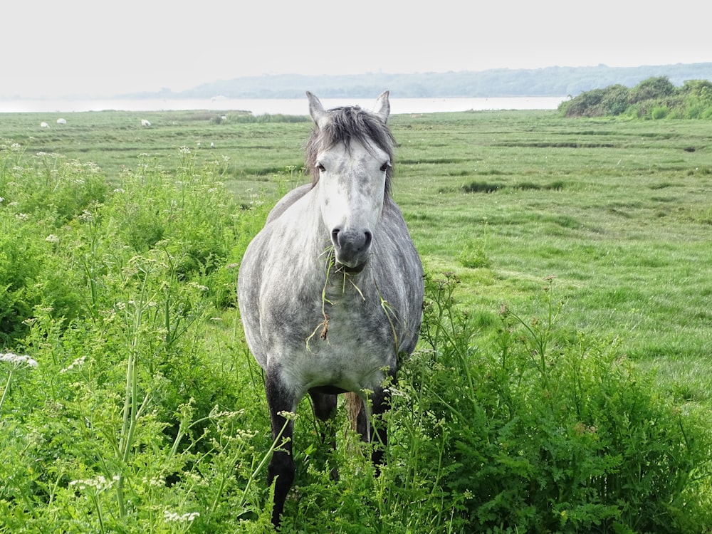 cavalo branco