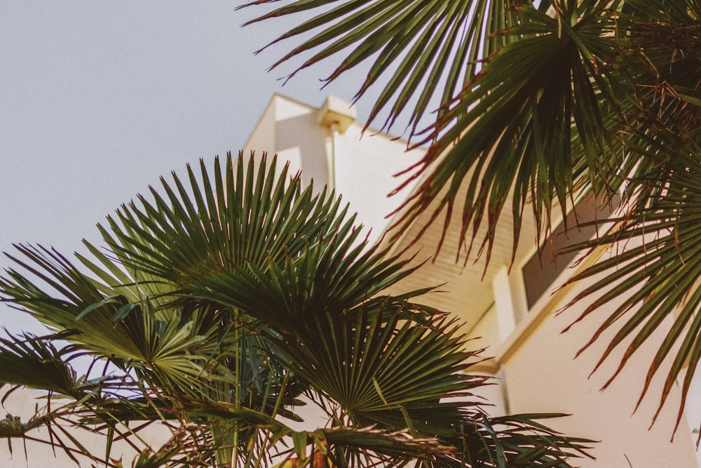 fan palm trees by a white building