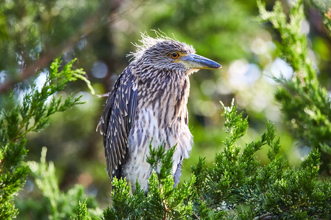 gray and black long-beaked bird near green leaf plants