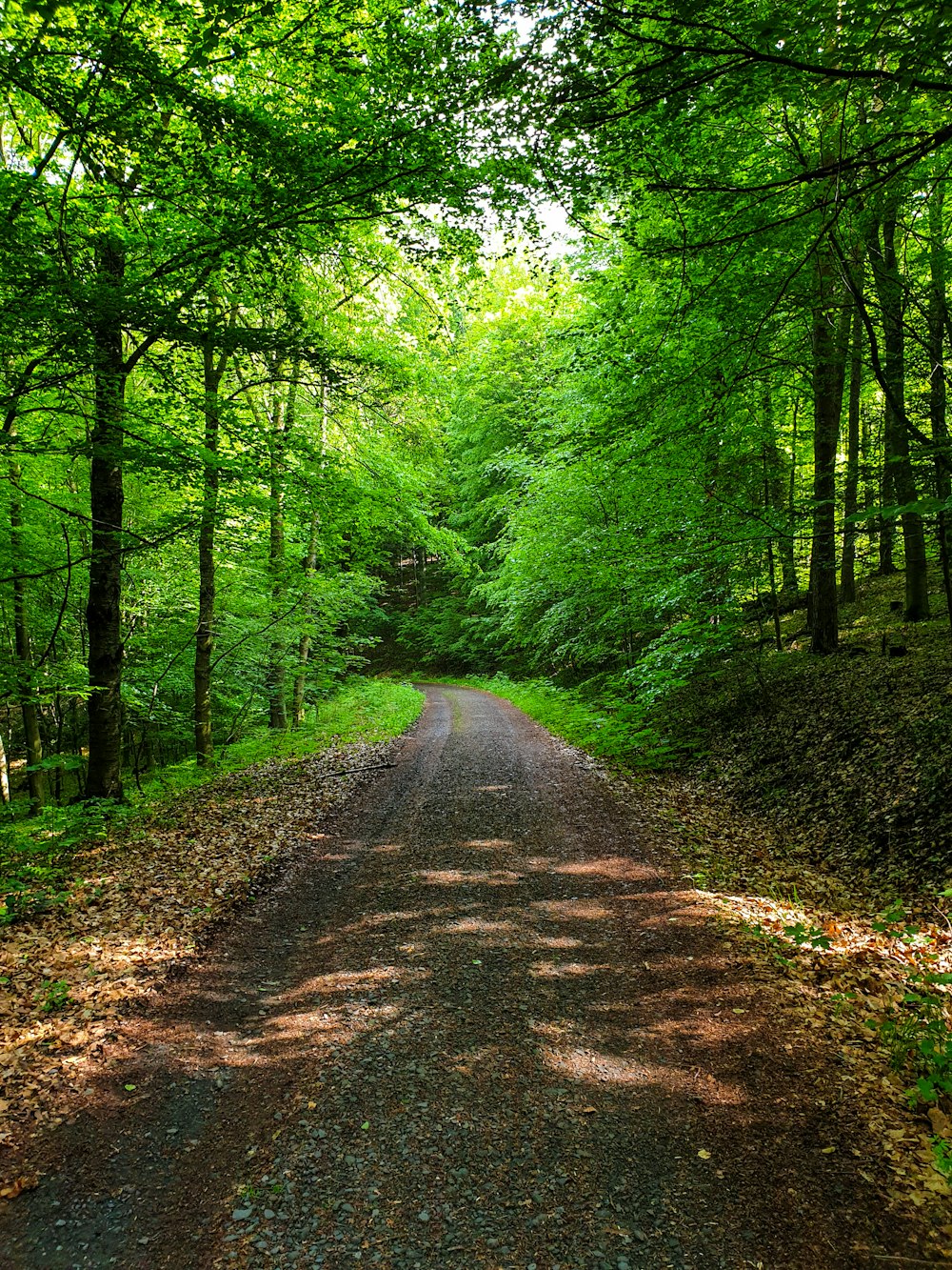 brown dirt road lined with trees